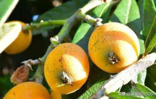 种植什么最赚钱农村（未来2年在农村种植什么利润高？这几个品种不错，想赚钱的别错过）(图3)