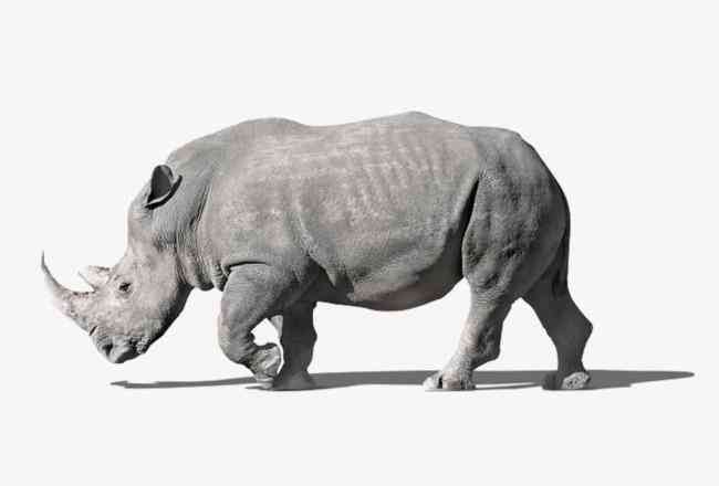 灰犀牛事件是什么意思（生活中的“灰犀牛”：你正遭遇的一切，都意味着“你是谁”？）(图1)