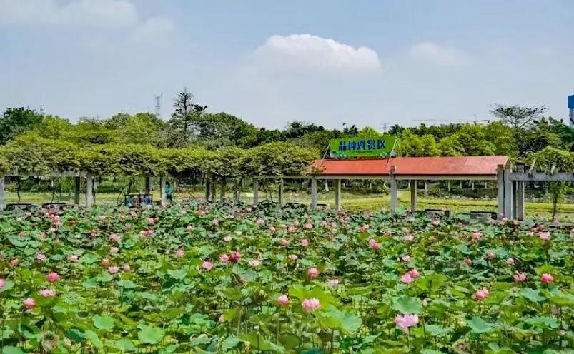 佛山旅游必去十大景点（佛山十大必玩景点，去过九处才算真正玩转佛山）(图19)