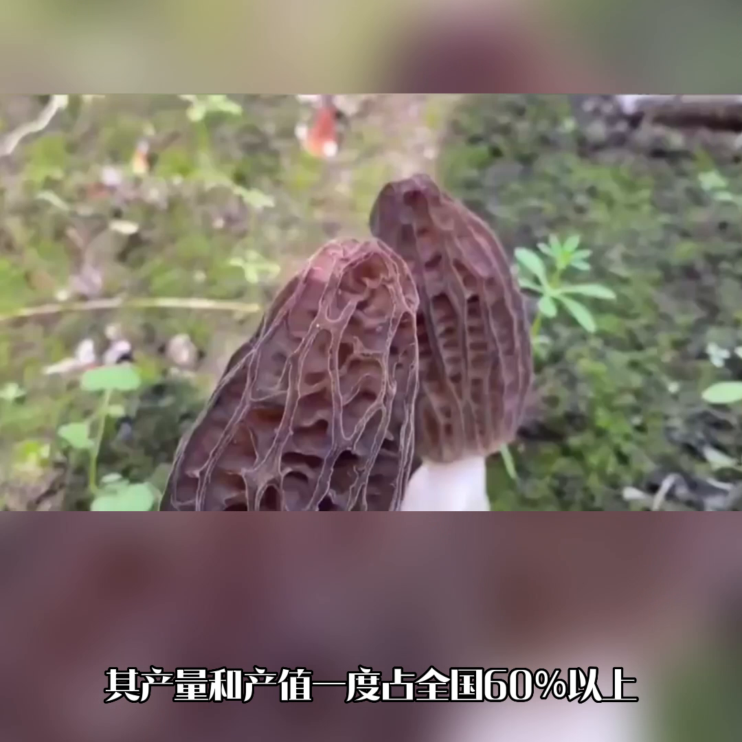 干货羊肚菌一斤多少钱（羊肚菌原产地在哪里？产地哪里最好？羊肚菌干货批发价格多...）(图2)