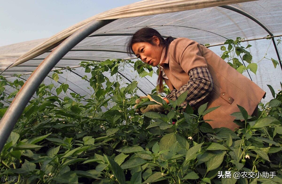 钢架大棚多少钱一平米（大棚种植涉及到的用地土地类型是什么？钢架大棚多少钱一亩）(图2)