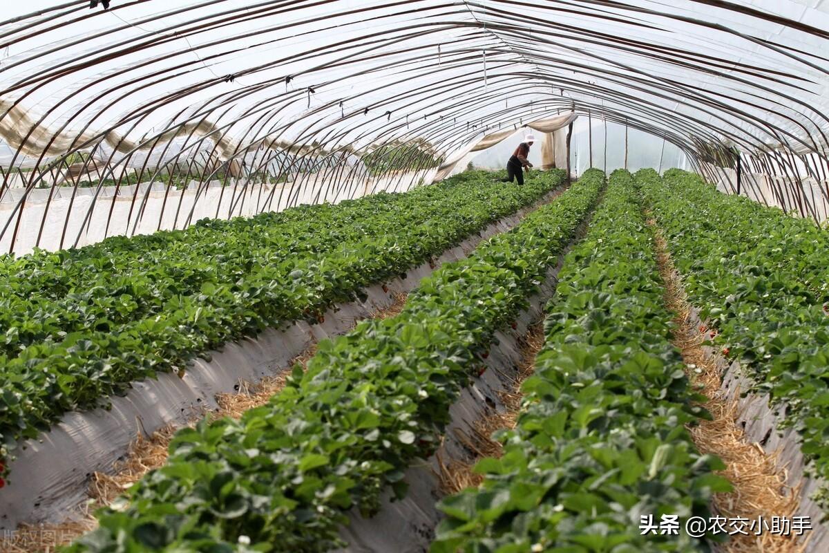 钢架大棚多少钱一平米（大棚种植涉及到的用地土地类型是什么？钢架大棚多少钱一亩）(图1)